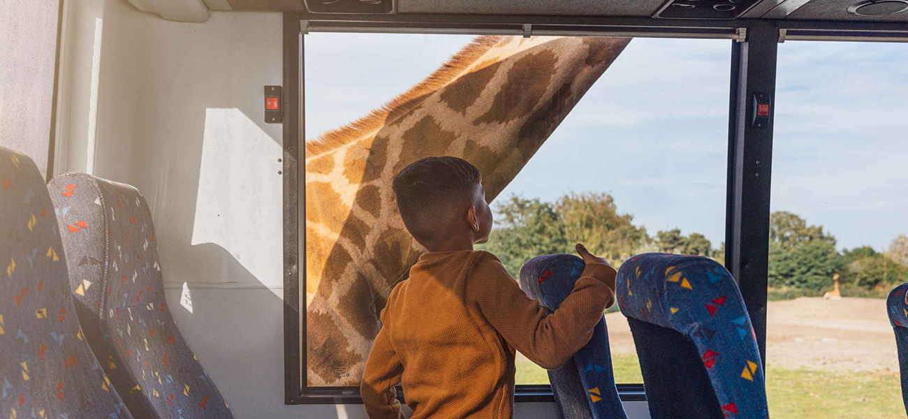 Bussafari_kind_giraffe_1300x600.jpg