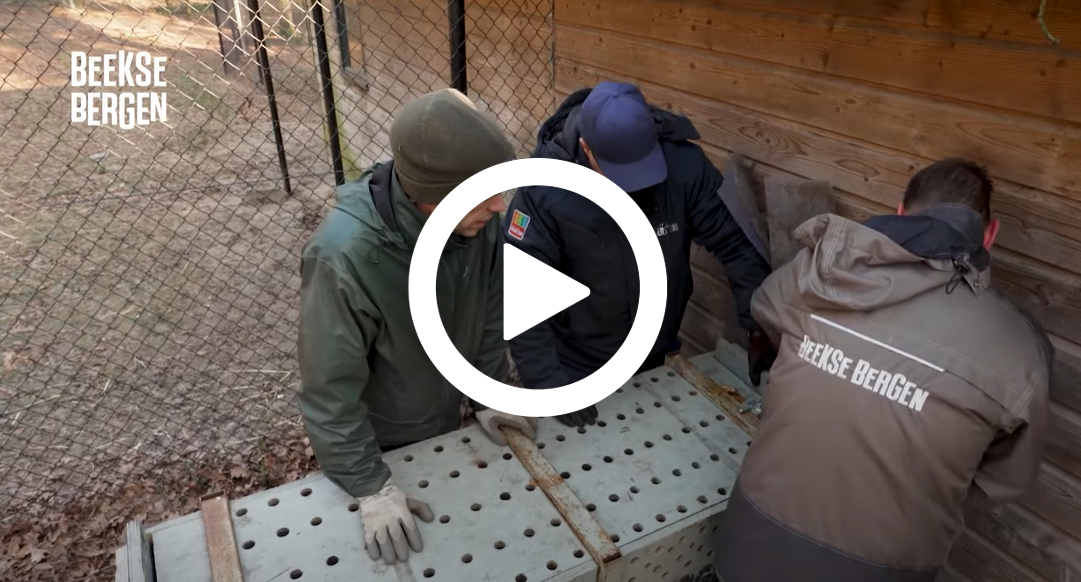 Cheetaruil_kist_video_1081x582.jpg