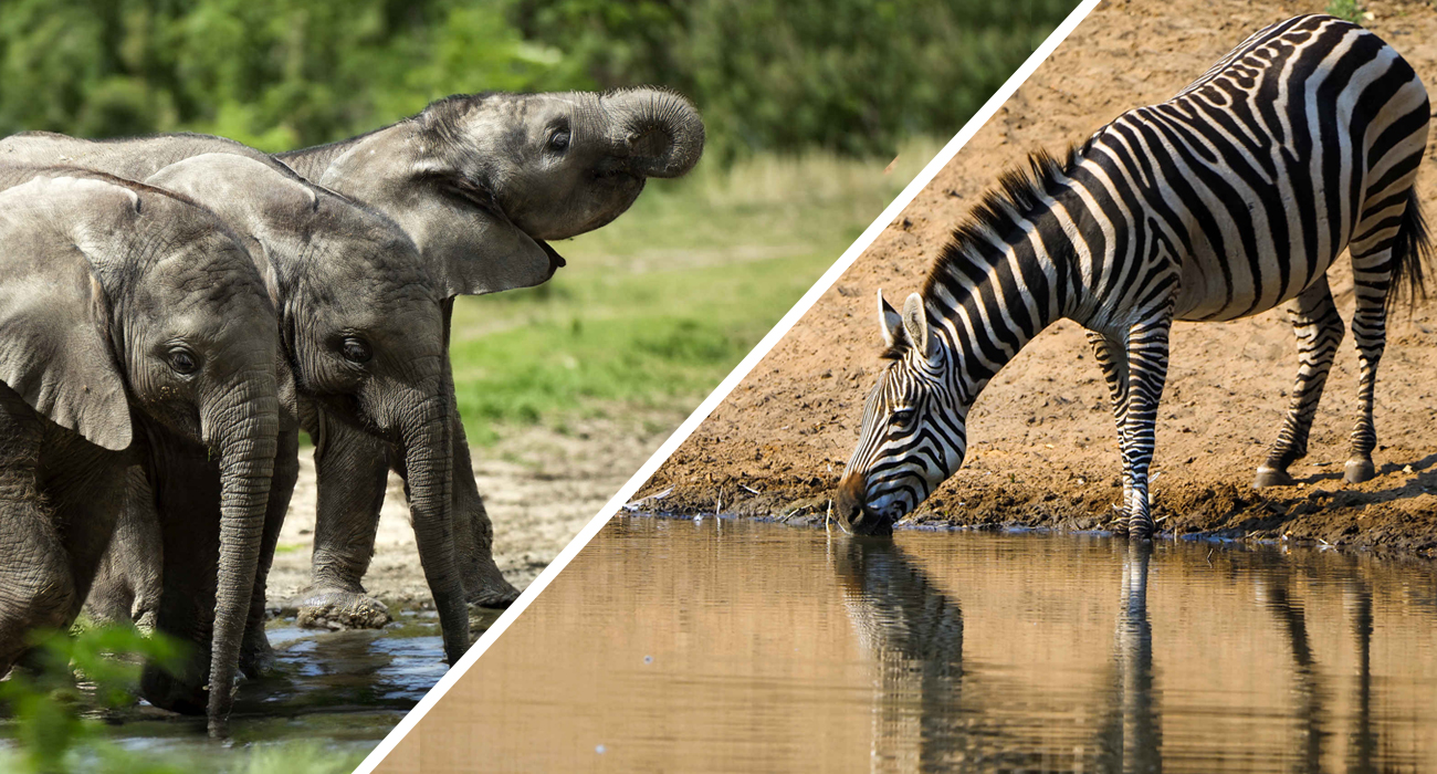 Collage_zebradrinken_olifantjesdrinken_1300x700.jpg