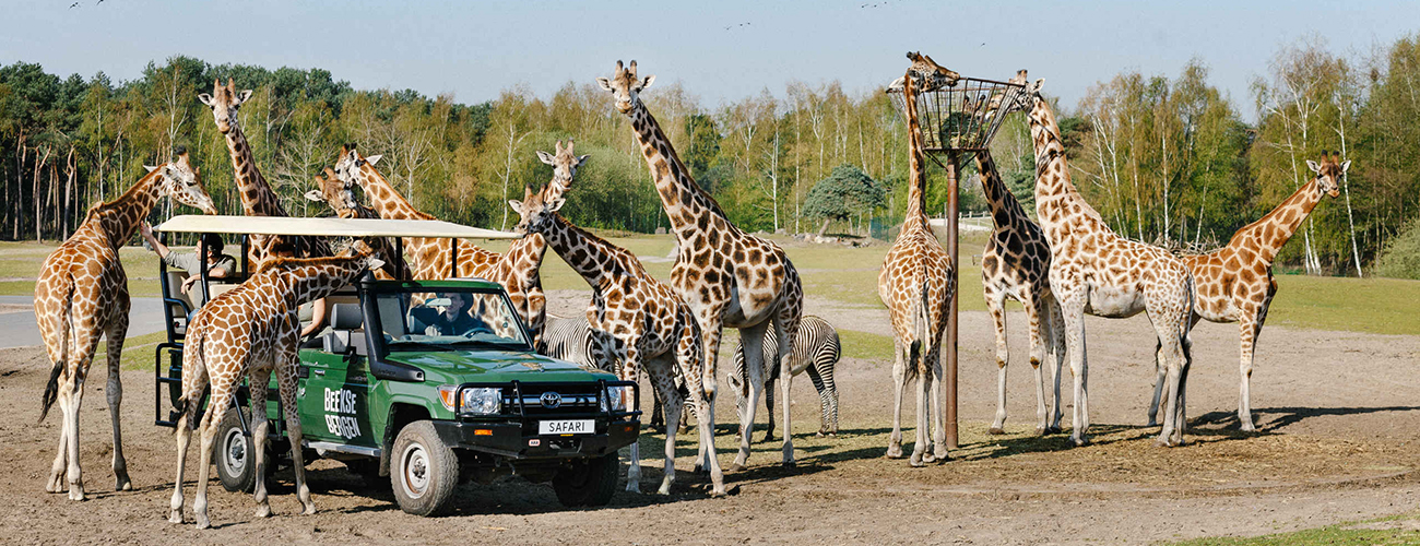 Gamedrive_giraffen_savanne_1300x500.jpg