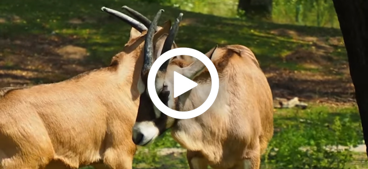 Gemsbok_jongen_video_733x338.jpg