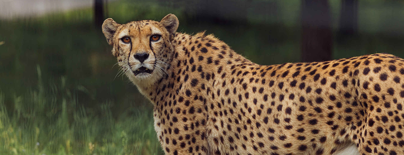 Hero_cheeta_staan_kijken_1300x500.jpg