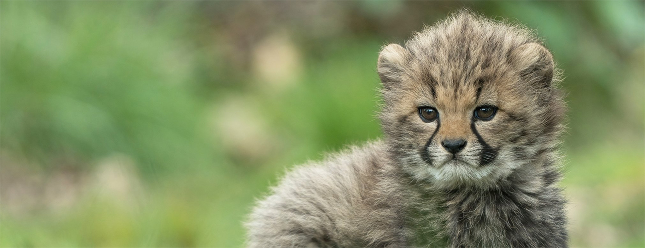 Hero_cheetawelpje_buiten_1300x500.jpg