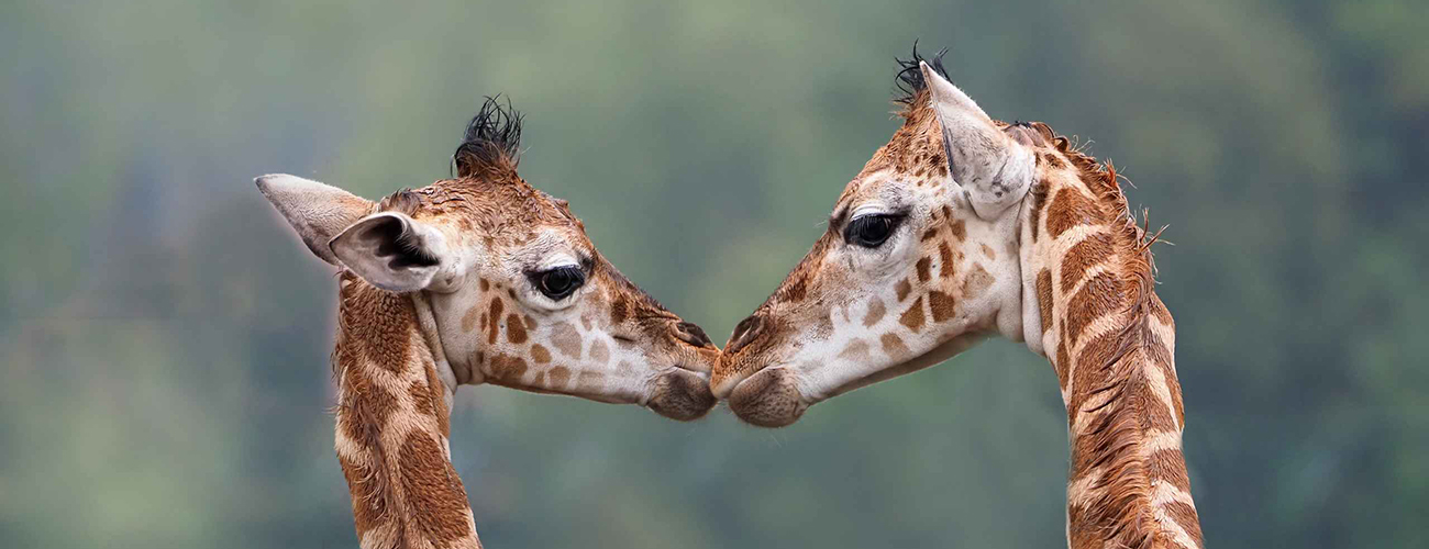 Hero_giraffen_kus_hartje_1300x500.jpg