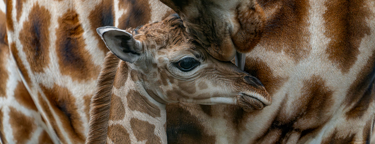 Hero_girafjong_kop_1300x500.jpg