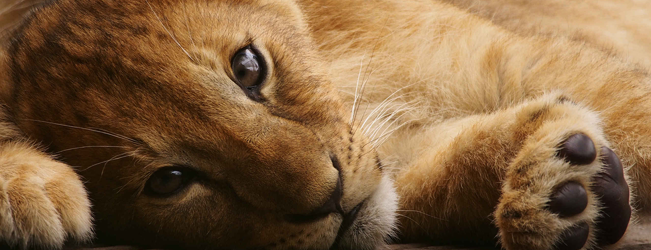 Hero_kop_leeuwenwelp_1300x500.jpg