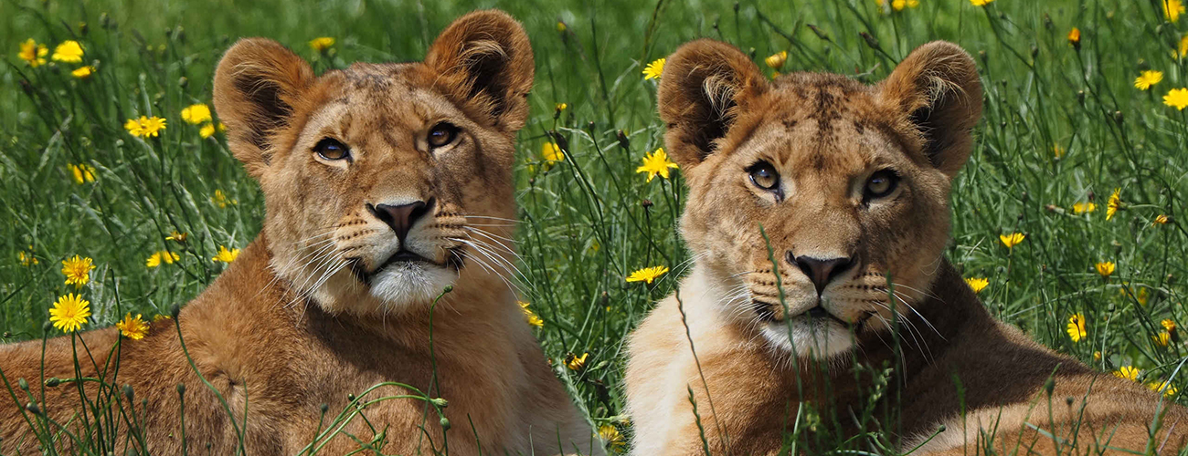 Hero_leeuwen_jongen_gras_1300x500.jpg