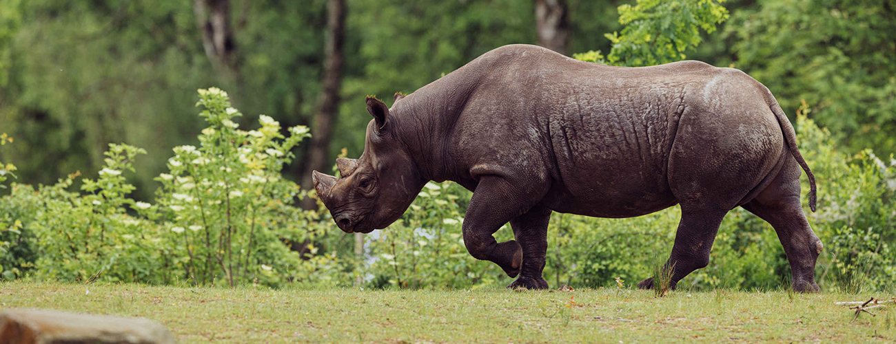 Hero_neushoorn_lopen_1300x500.jpg