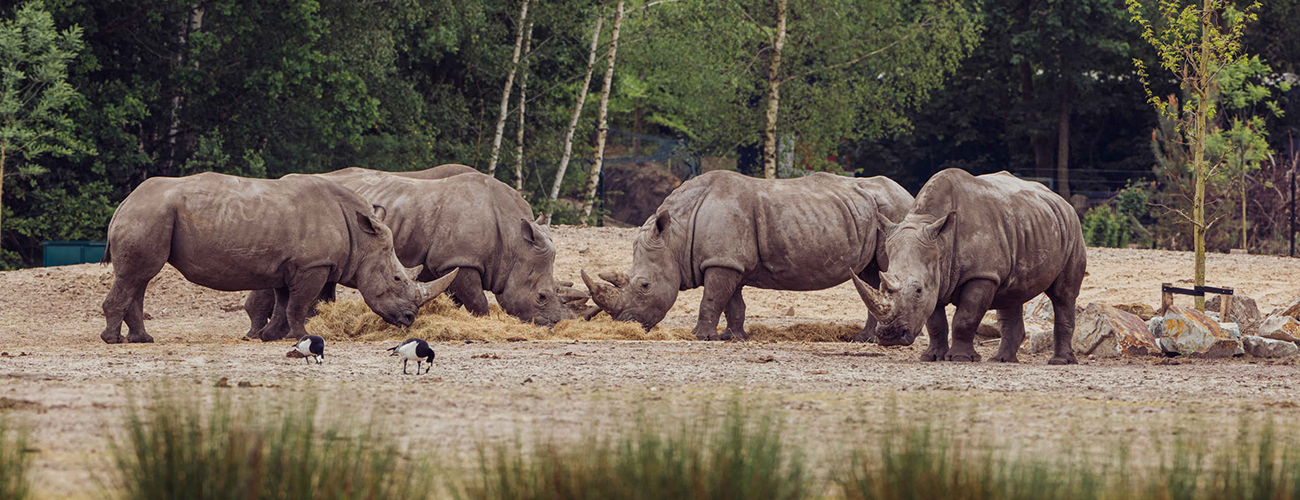 Hero_neushoorns_grazen_1300x500.jpg