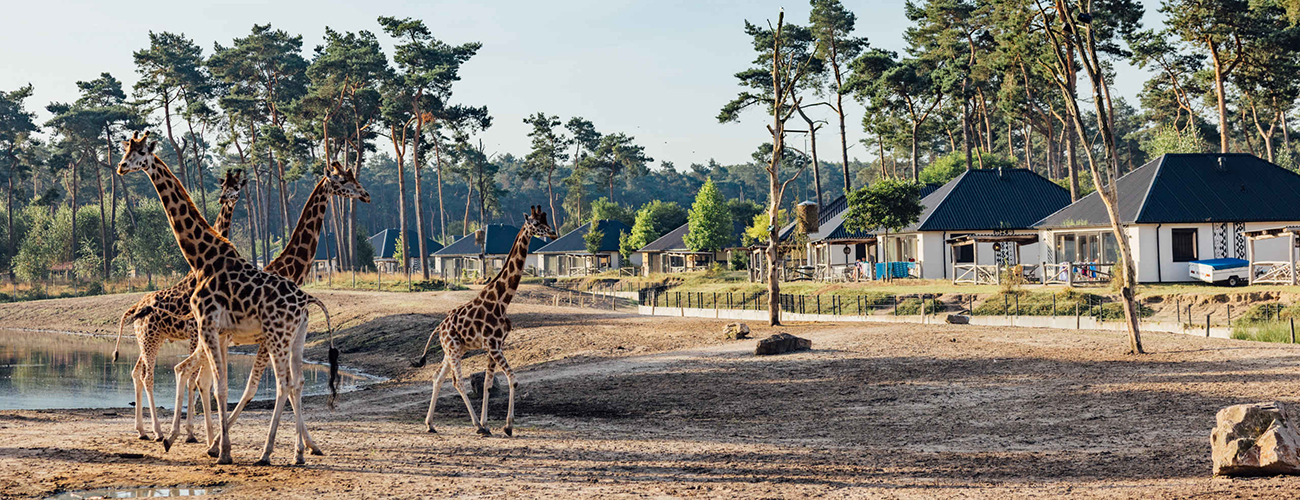 Hero_safariresort_vlakte_giraffen_1300x500.jpg
