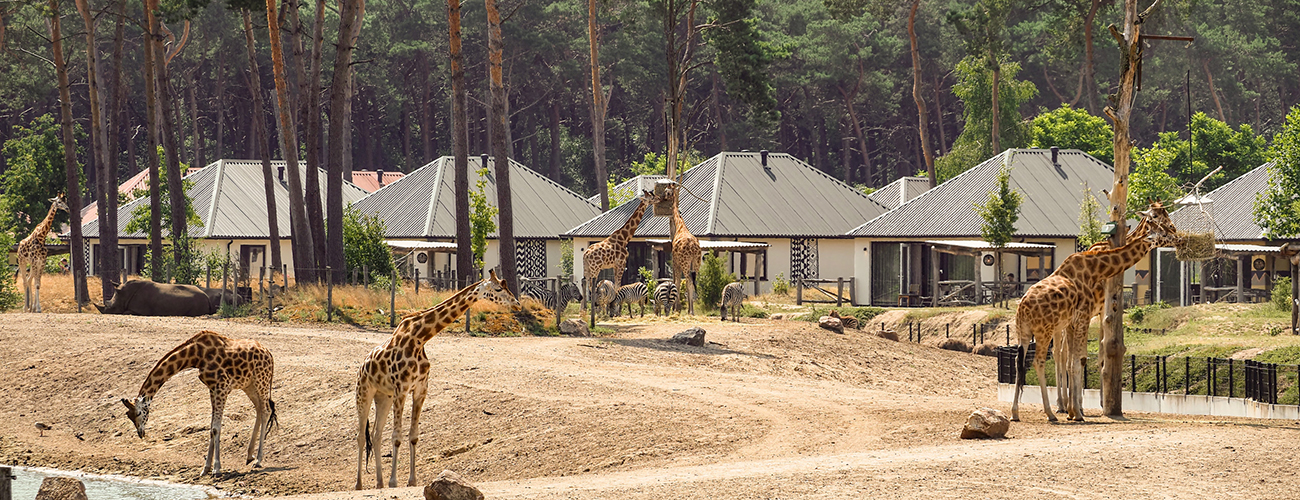 Hero_savanne_safari_resort_giraffen_bb_1300x500.jpg