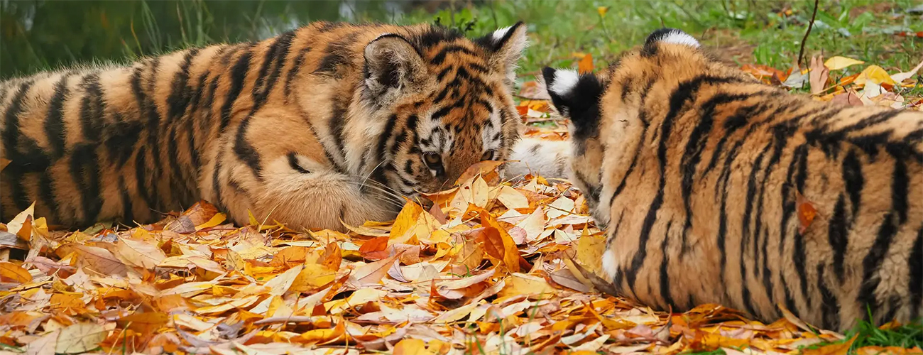 Hero_tijgerwelpen_herfstbladeren_1300x500.jpg