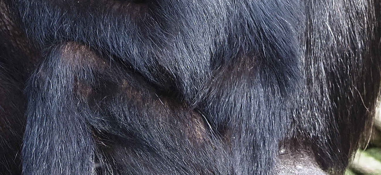 Raadhetdier_0325_1300x600.jpg