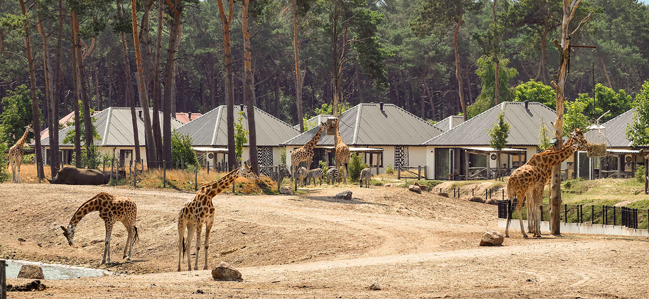 Safariresort_savanne_giraffen_1300x600.jpg