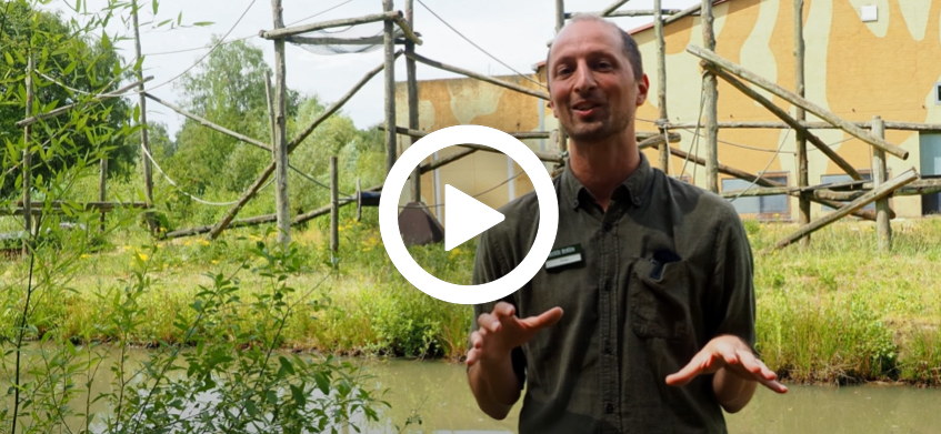Video_stijn_chimpansees_847x391.jpg