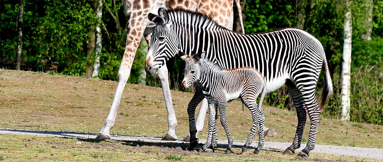 Zebra_jong_giraffe_1300x550.jpg