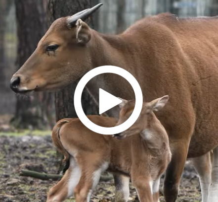 Banteng_moeder_jong_441x407.jpg
