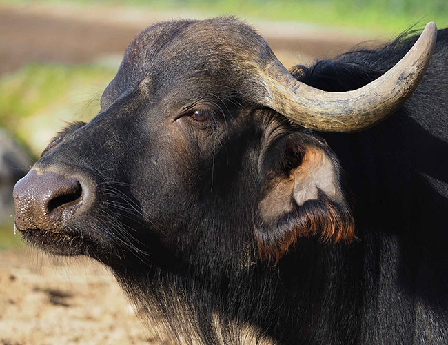 Buffel_kop_650x500.jpg