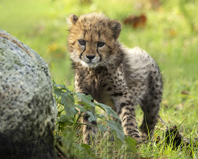 Cheeta_jong_gras_650x525.jpg