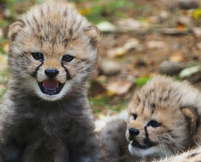 Cheeta_jongen_650x525.jpg