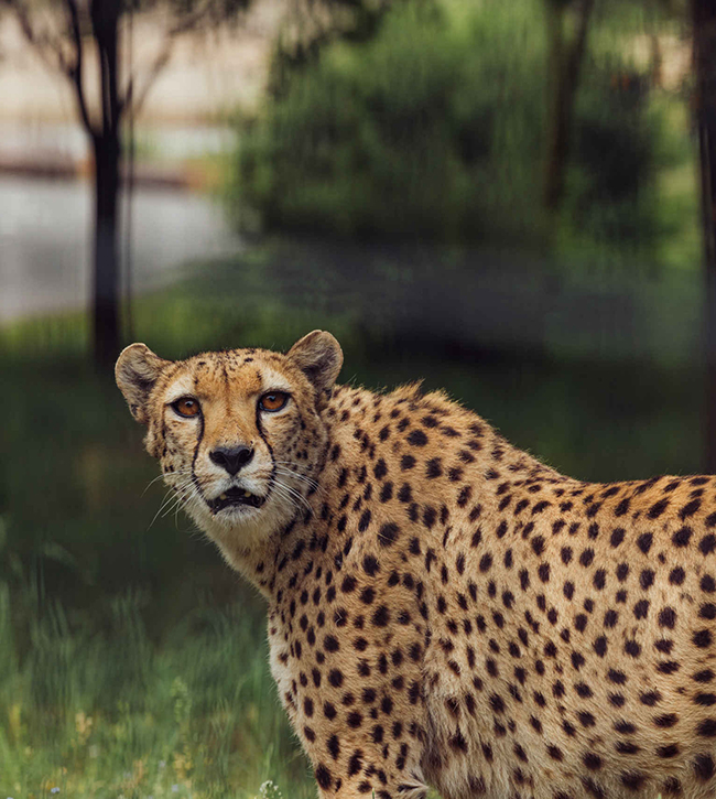 Cheeta_lopen_kijken_650x725.jpg