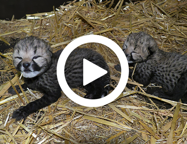 Cheetawelpen_nest_spbb_video_650x500.jpg