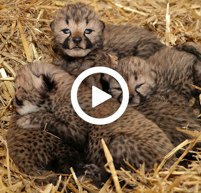 Cheetawelpen_nest_video_650x625.jpg