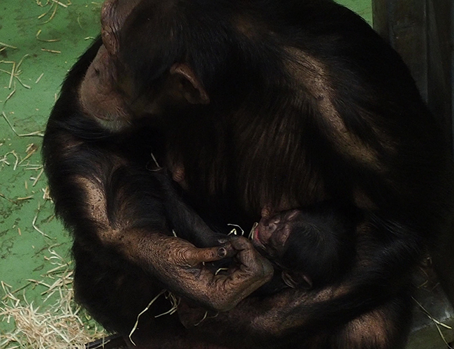 Chimpansee_jong_moeder_650x500.jpg