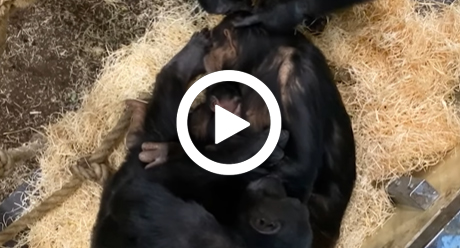 Chimpansee_jong_moeder_video_460x248.jpg