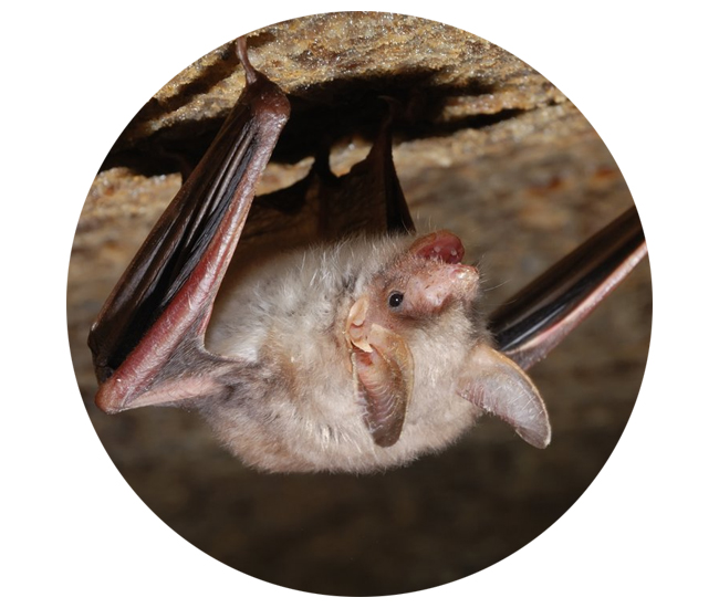 Cirkel_rossevleermuis_650x550.jpg