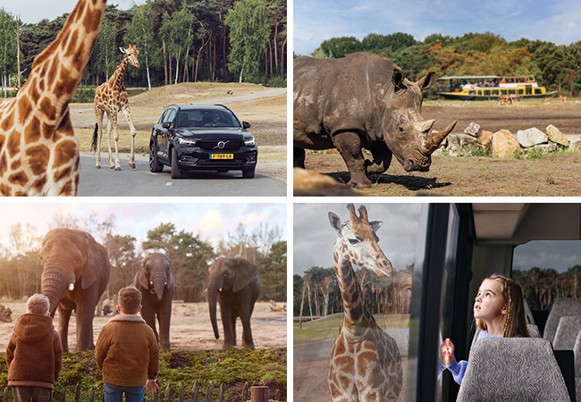 Collage_safaris_spbb_650x450.jpg