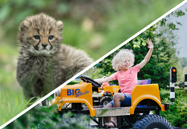 Collage_speelland_safaripark_cheetajong_650x450.jpg