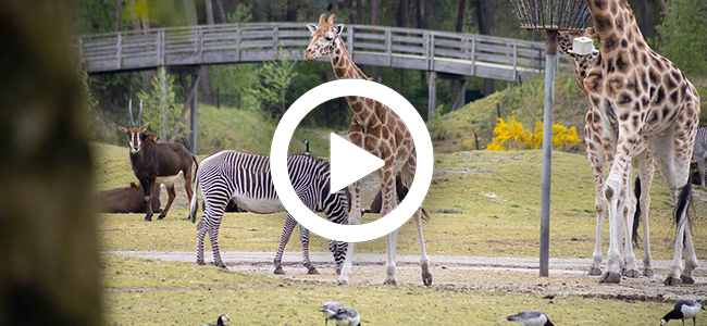 Op Safari