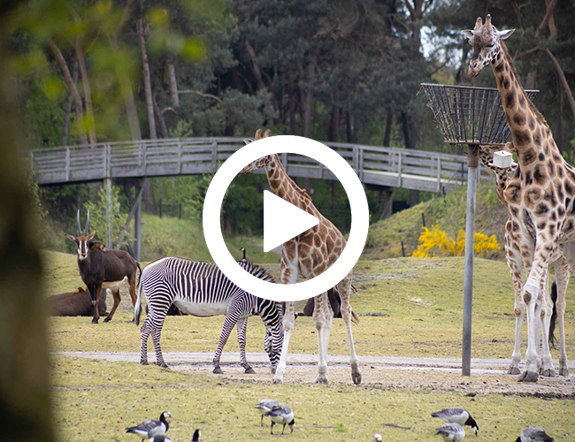 Op Safari