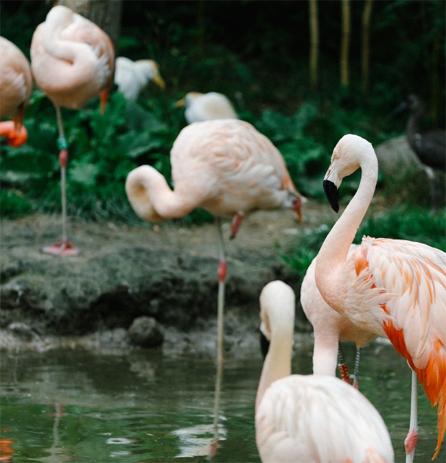 Flamingos_staan_water_bb_650x675.jpg