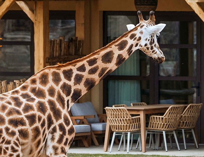 Giraffe_achterkant_hotel_terras_650x500.jpg
