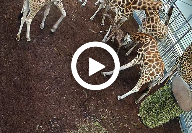 Giraffe_geboorte_video_650x450.jpg
