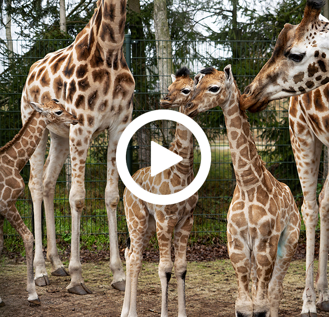 Giraffe_jongen_video_650x625.jpg