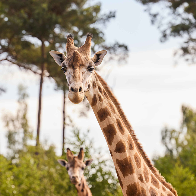 Giraffe_kop_groen_650x650.jpg