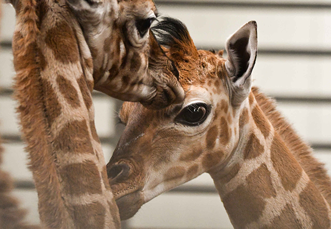 Giraffen_koppen_jongen_650x450.jpg