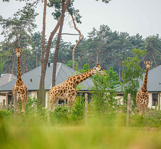 Giraffen_savanne_lodge_650x600.jpg