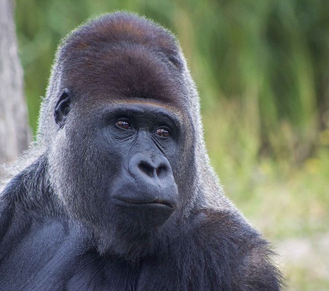 Gorilla_kop_650x575.jpg