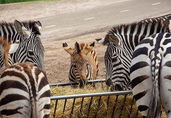 Grant_zebras_jong_eten_650x450.jpg