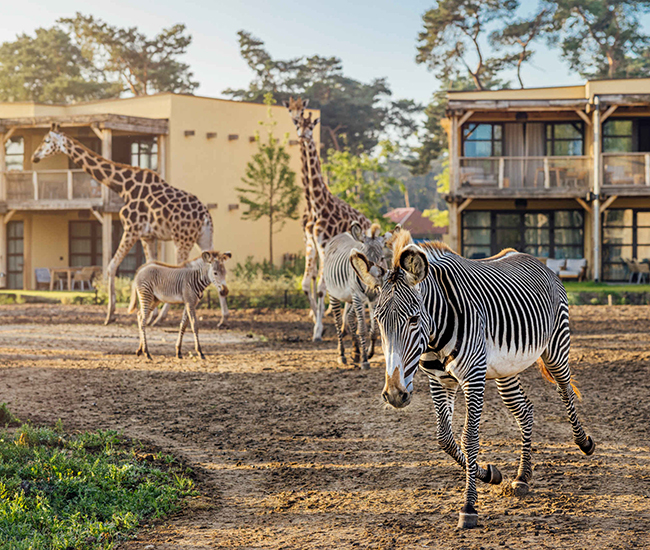 Hotel_savanne_giraffe_zebra_650x550.jpg