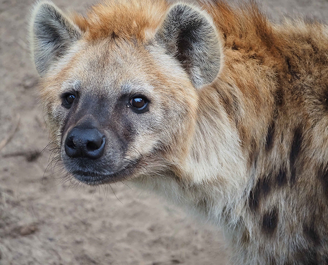 Hyena_kop_650x525.jpg