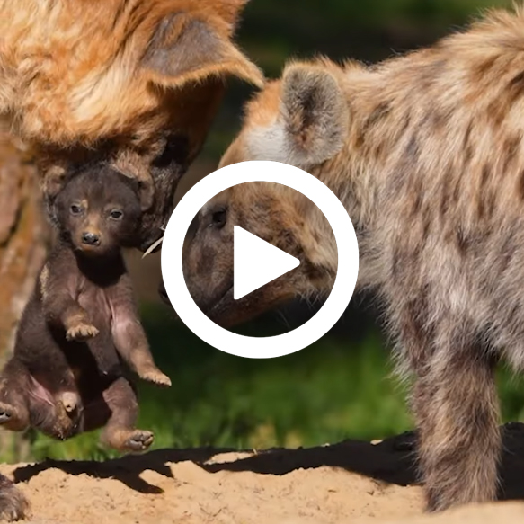 Hyenapup_moeder_video_583x583.jpg