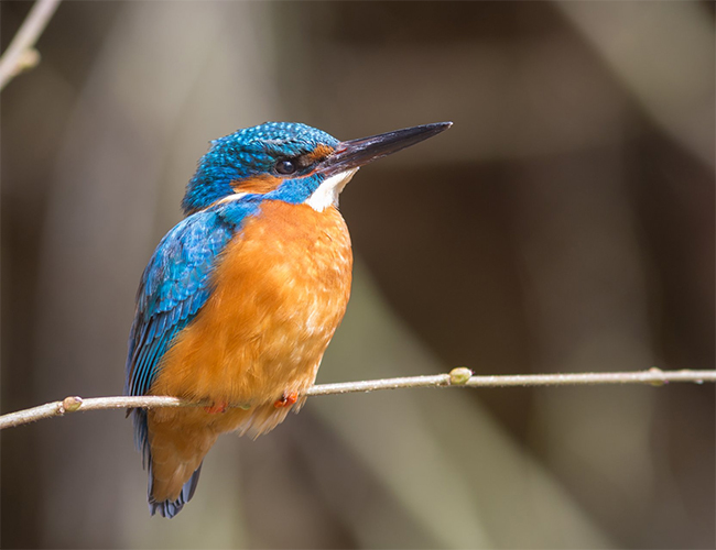IJsvogel_650x500.jpg