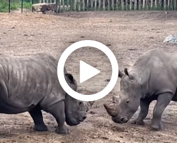 Introductie_neushoorns_video_345x279.jpg