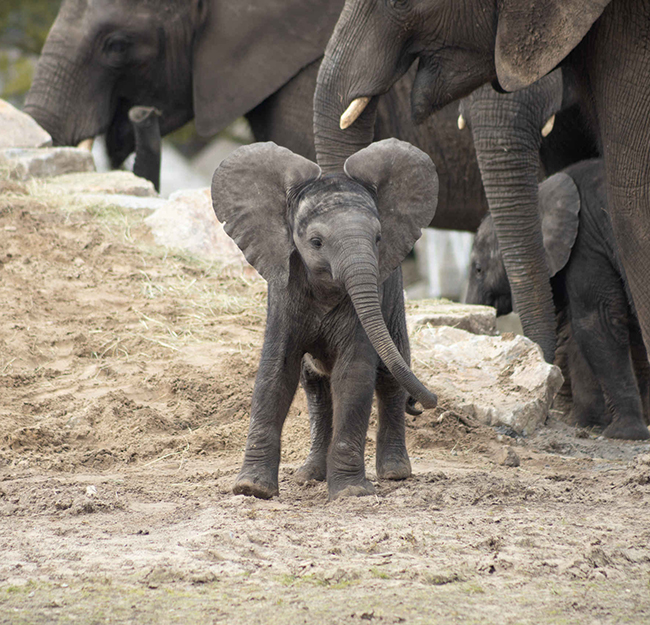 Jonge_olifant_zand_650x650.jpg