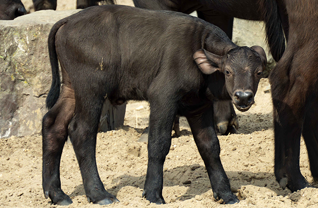 Kaapsebuffel_jong_video_650x425.jpg